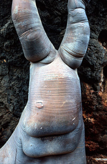 Một c&acirc;y sung tr&ecirc;n đảo.